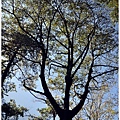 Tree (10).JPG