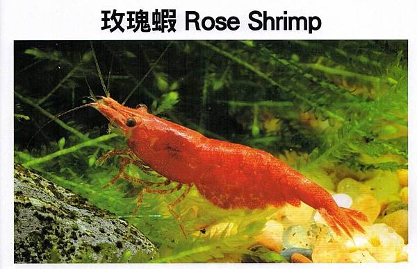 玫瑰蝦.jpg