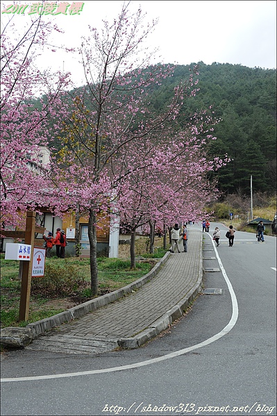 2011 武陵櫻花祭 401.JPG