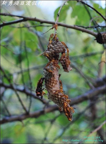 鹿場_斯勇頭目部落 079.JPG