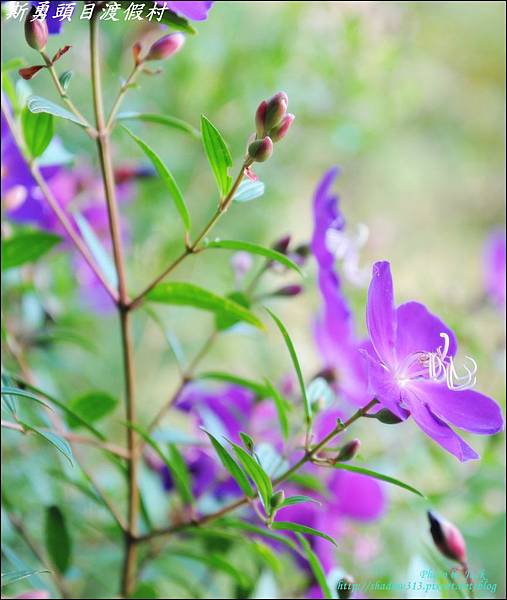 鹿場_斯勇頭目部落 081.JPG