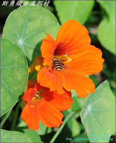 鹿場_斯勇頭目部落 118.JPG