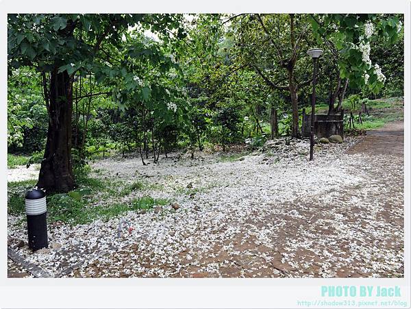 荷苞山客家桐花祭 026