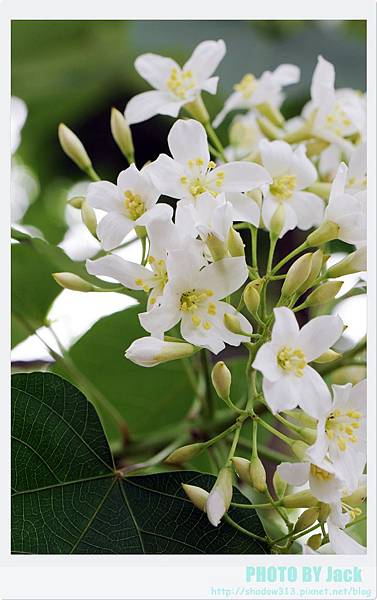 荷苞山客家桐花祭 080