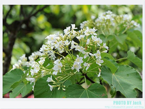 荷苞山客家桐花祭 097