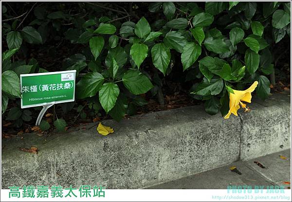 荷苞山客家桐花祭 211