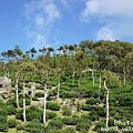 梅嶺登山步道 116.JPG