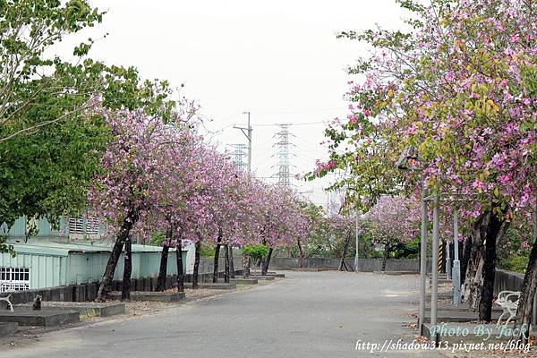 台南隨拍-1 277.JPG