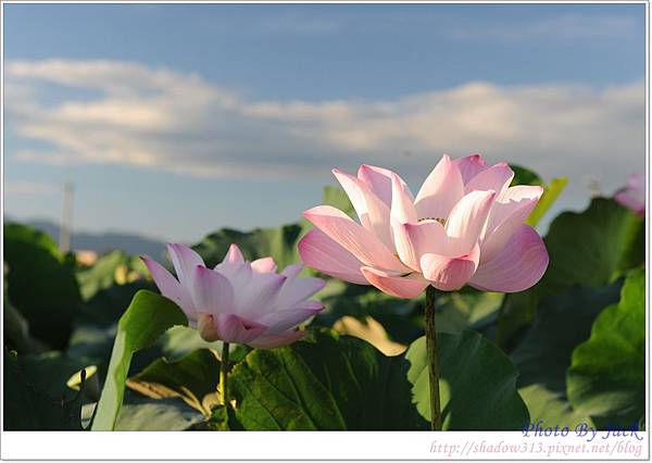 白河晨拍 038.JPG