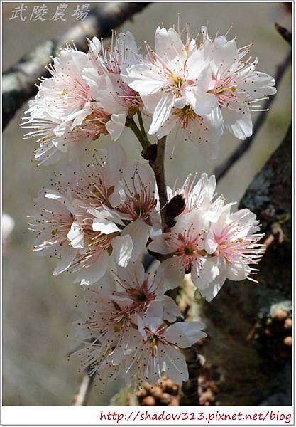 武陵露營去 163.JPG