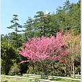 武陵露營去 041.JPG