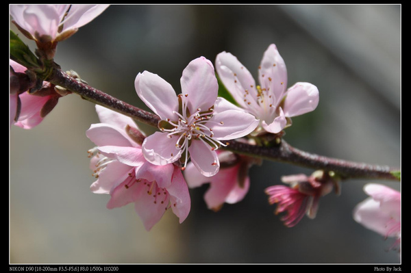 2009桃花緣 079.JPG