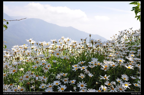 2009桃花緣 176.JPG