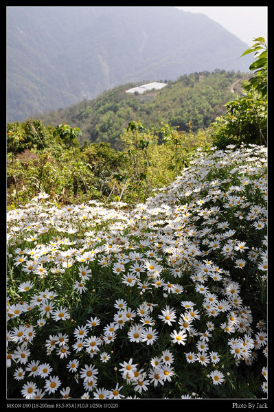 2009桃花緣 175.JPG