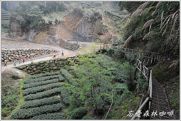 入口旁是一大片的茶園