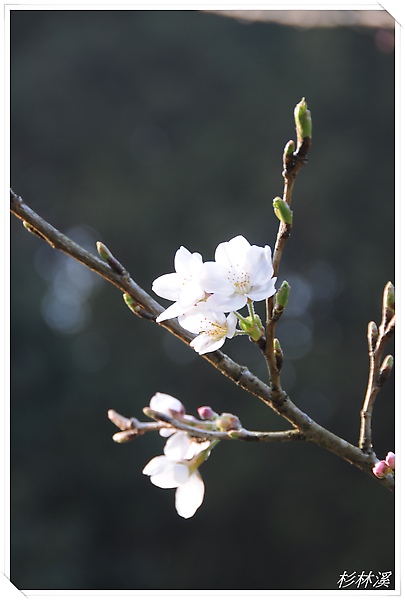 杉林溪 9