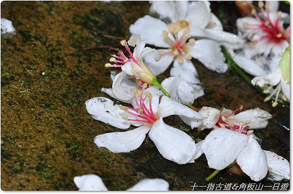 大溪&角板山行館遊 038.JPG