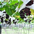 彰化埔心採葡萄 064.JPG