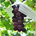 彰化埔心採葡萄 013.JPG