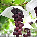 彰化埔心採葡萄 042.JPG
