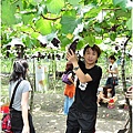 彰化埔心採葡萄 102.JPG