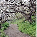 烏松崙賞梅 103.JPG