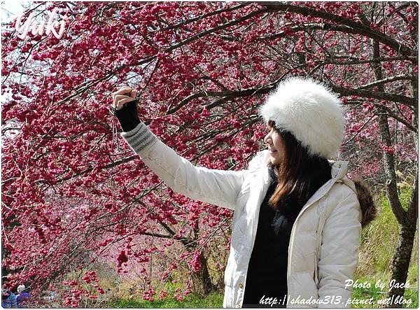 2011 武陵櫻花祭 342.JPG