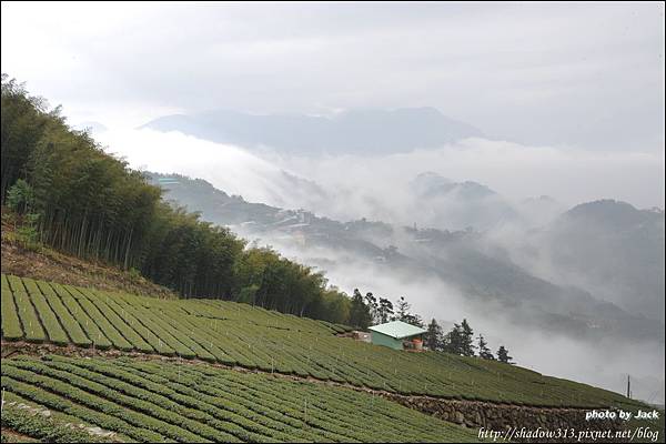 阿里山&隙頂 315.JPG