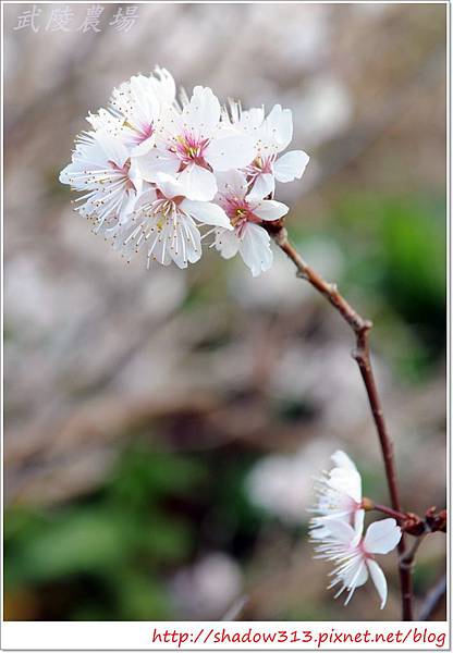 武陵露營去 291.JPG