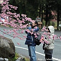 2011 武陵櫻花祭 117.JPG