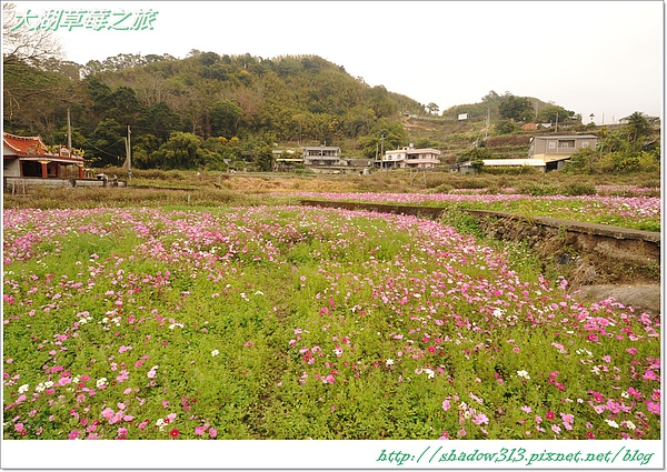 大湖草莓之旅 105.JPG