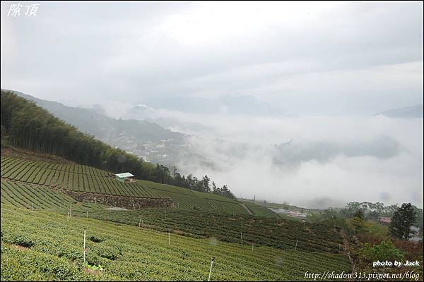 阿里山&隙頂 306.JPG