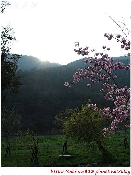 武陵露營去 250.JPG