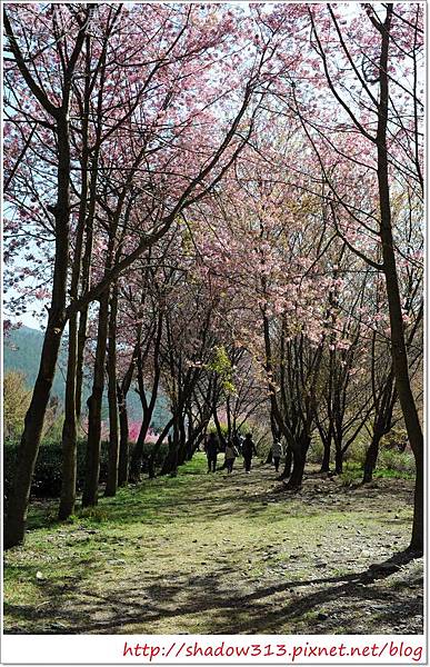 武陵露營去 158.JPG