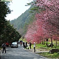 2011 武陵櫻花祭 339.JPG