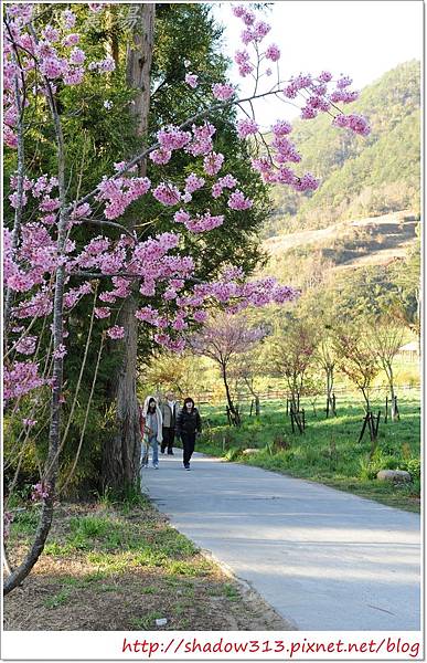 武陵露營去 493.JPG