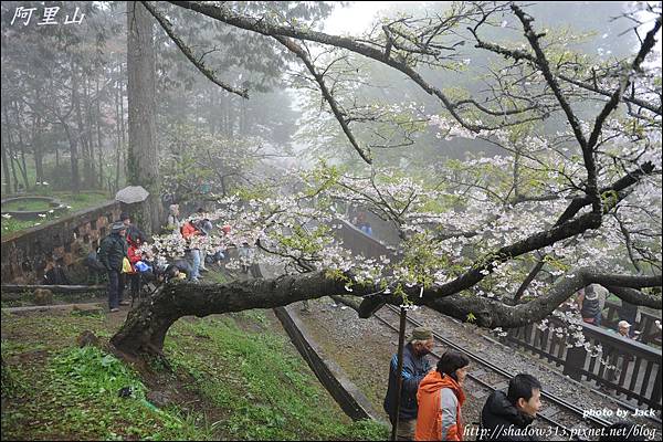 阿里山&隙頂 095.JPG