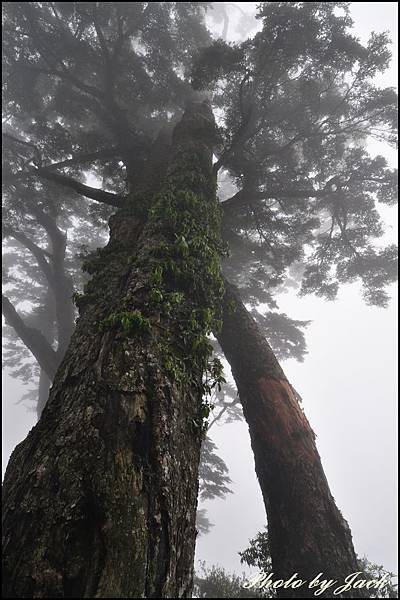 奇萊南峰&南華山 154.JPG