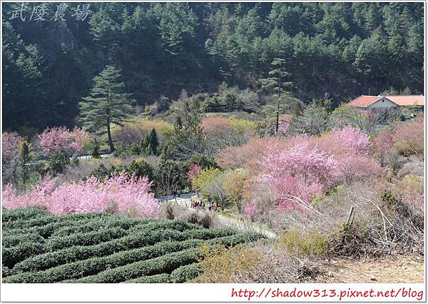 武陵露營去 154.JPG