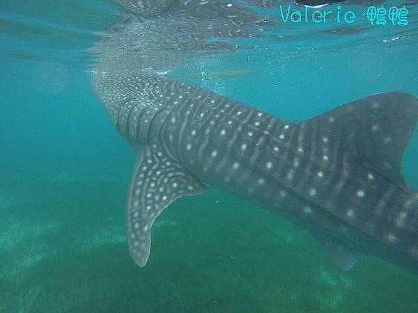 Cebu Day6,7_180122_0179.jpg