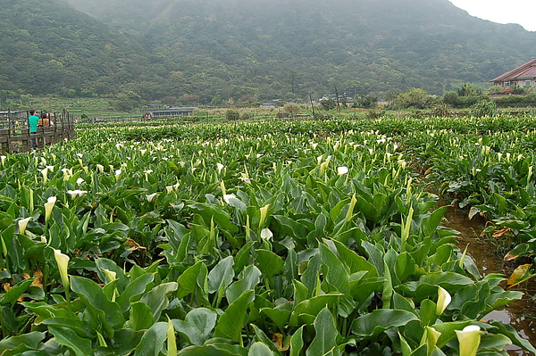 一望無際海芋田