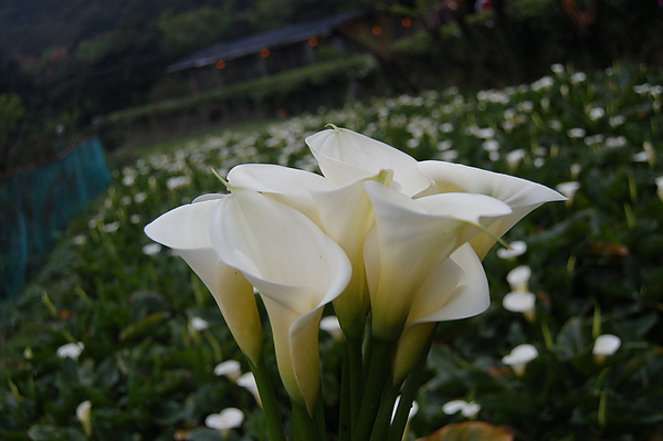 因為有花博門票可以多採兩支...