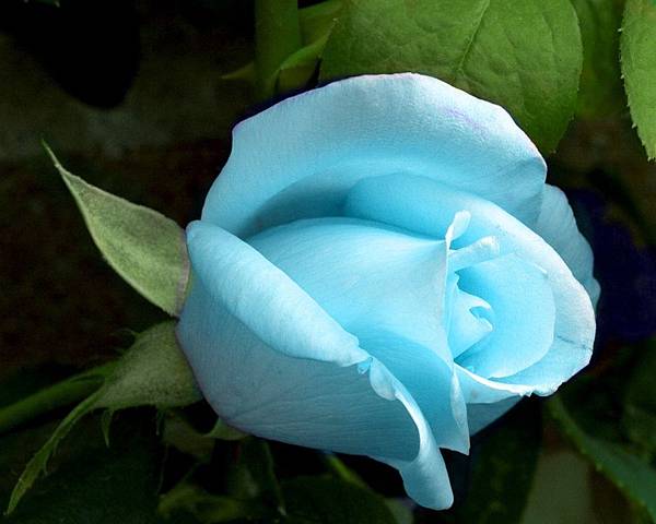 blue_rose_wallpaper-1280x1024