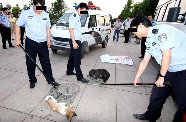 捕狗.jpg 捕狗.jpg