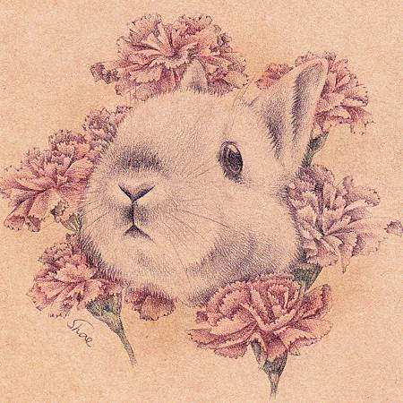 康乃馨兔兔
