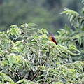 紅山椒鳥〈雄鳥〉－ 2