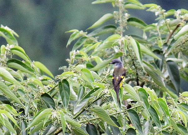 紅山椒鳥〈雌鳥〉－4