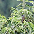 紅山椒鳥〈雌鳥〉－4