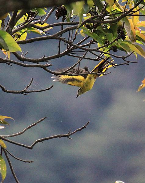 紅山椒鳥〈雌鳥〉－13