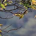 紅山椒鳥〈雌鳥〉－13